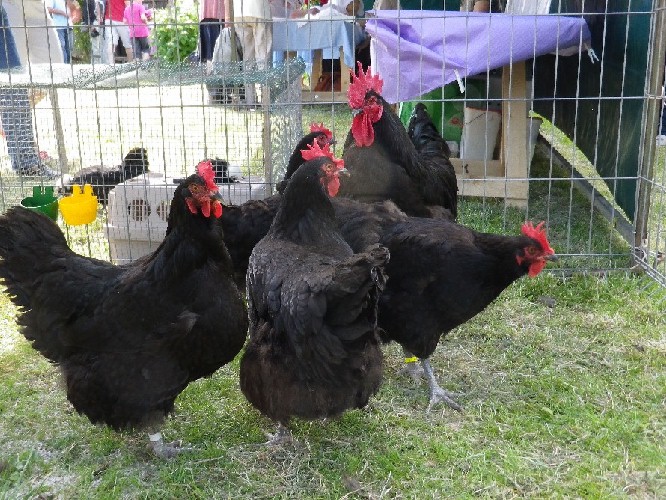 Poules noires